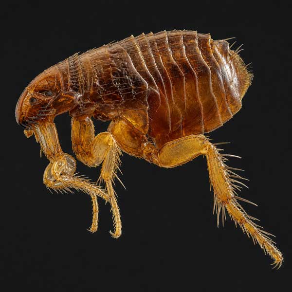 Flea Control in New York City