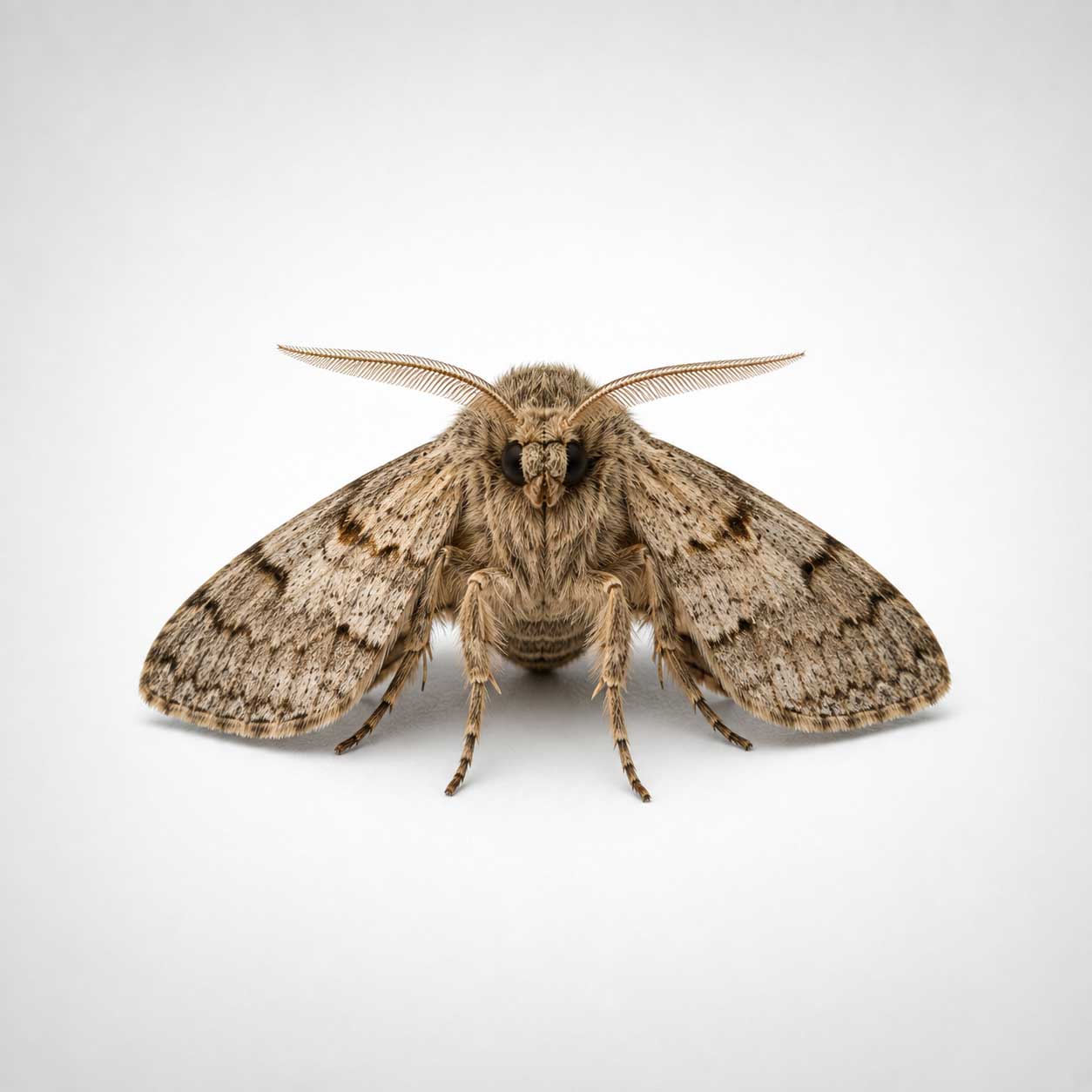 Moth Control and Treatment in New York City