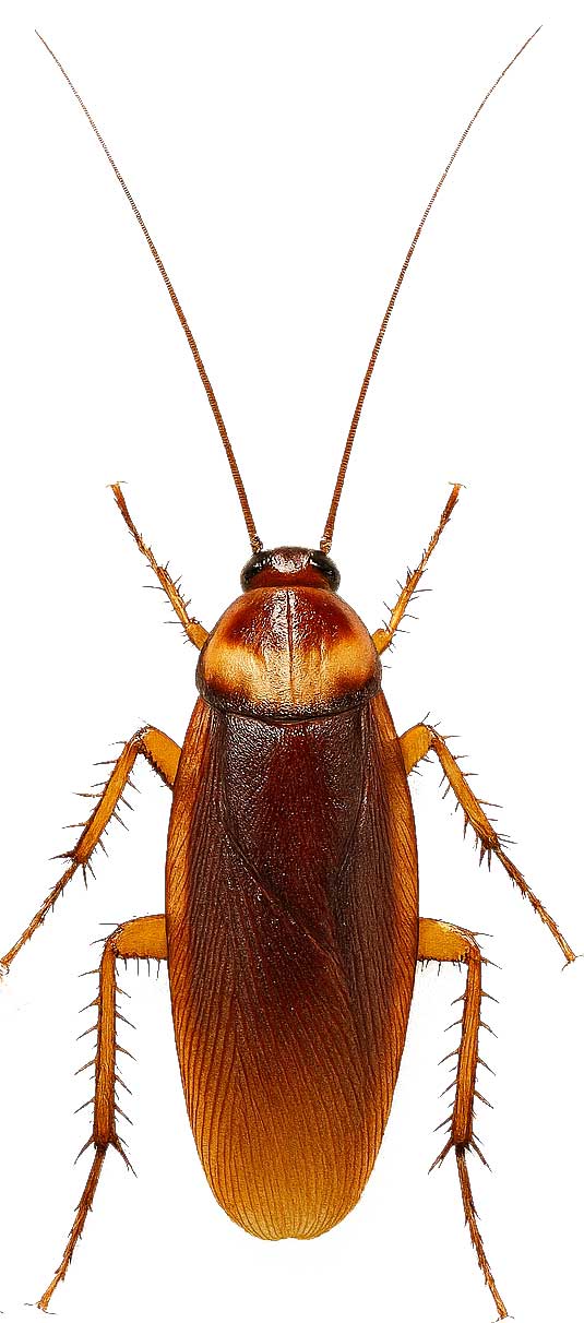 American Cockroach