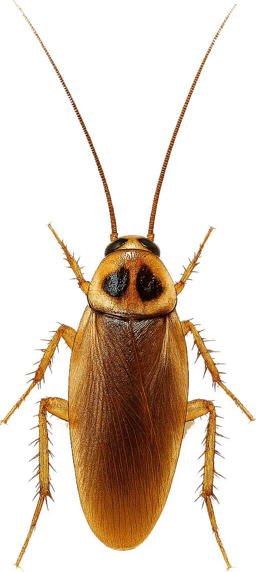 German Cockroach