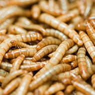 Termites