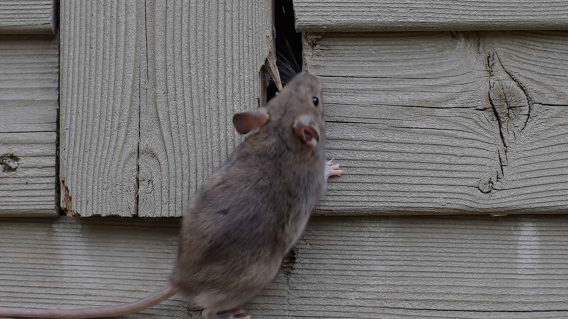 Rat Removal in New York City
