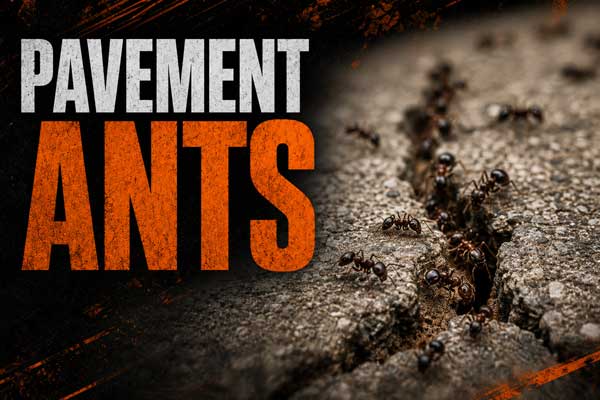 Pavement Ant