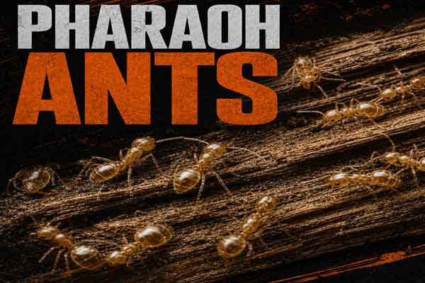 Pharaoh Ant