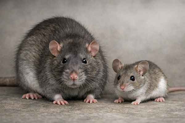 Rodent Removal in New York City